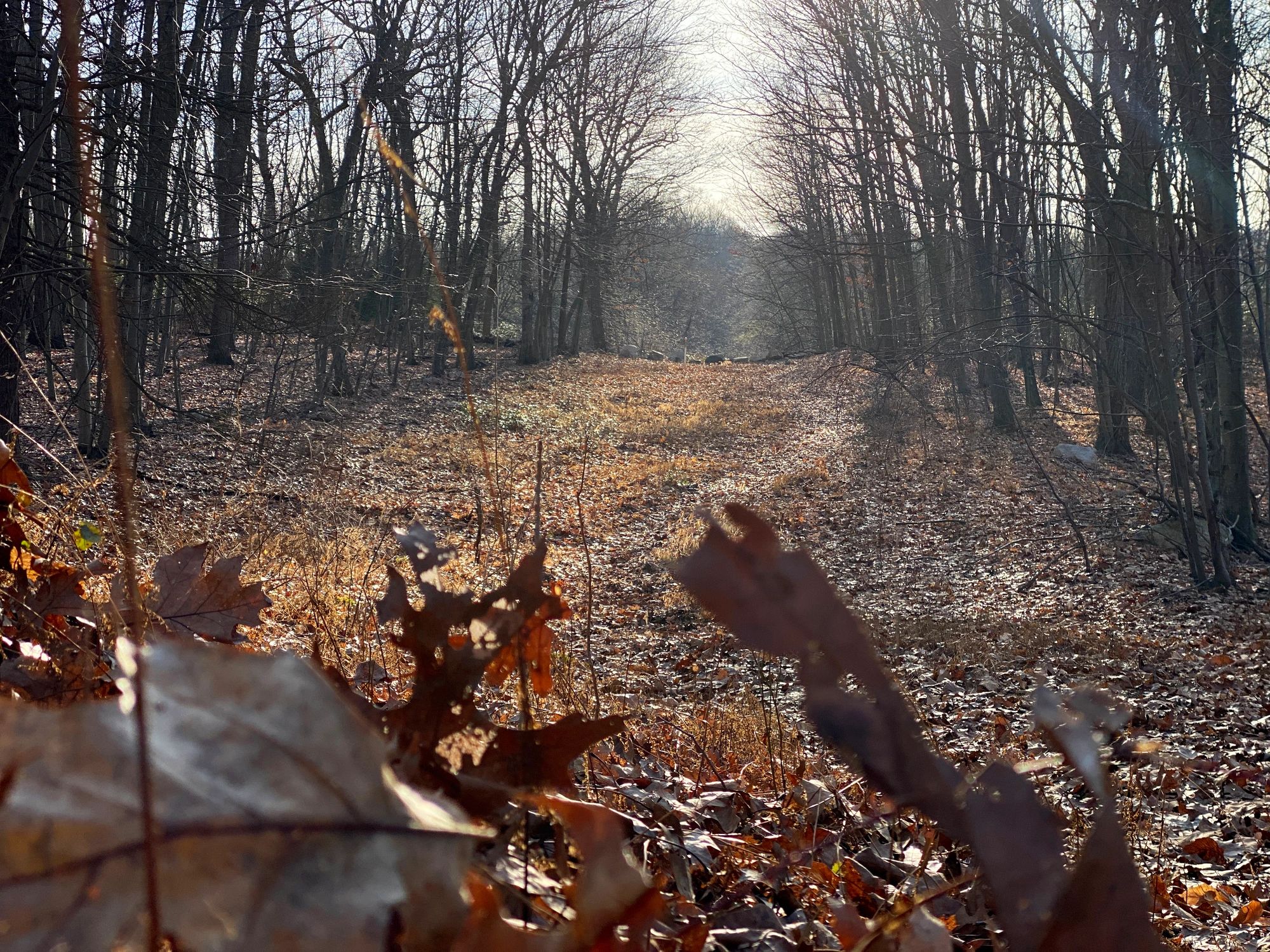 Brush and tree line ready for clearing work